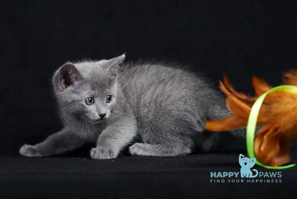 Ray Russian Blue male blue live animals