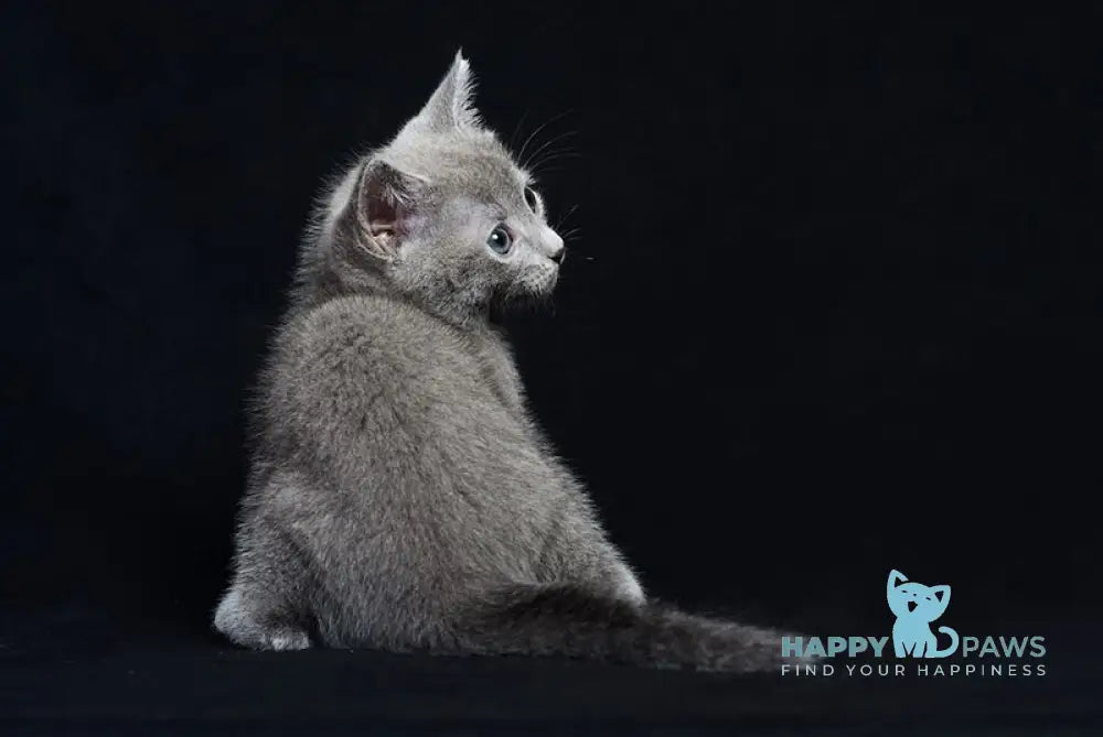 Ray Russian Blue male blue live animals