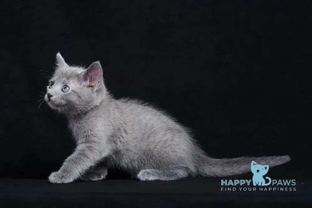 Ray Russian Blue male blue live animals