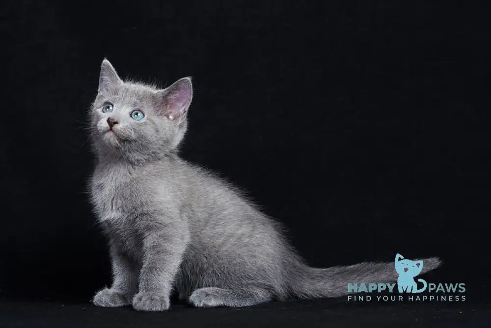 Ray Russian Blue male blue live animals