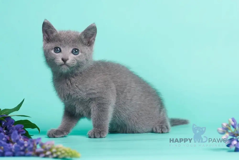 Raya Russian Blue female blue live animals