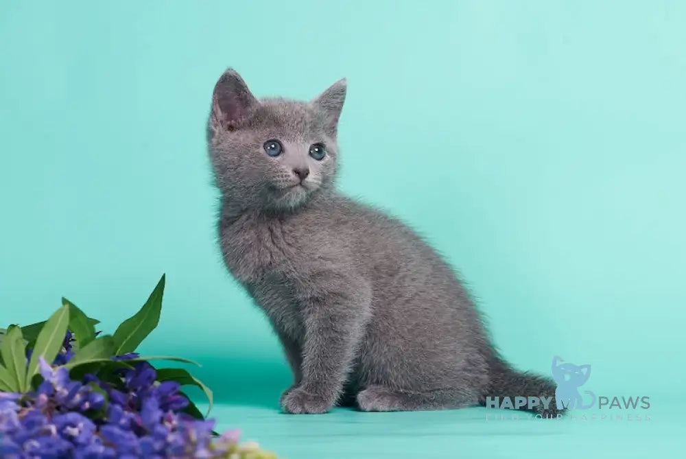 Raya Russian Blue female blue live animals