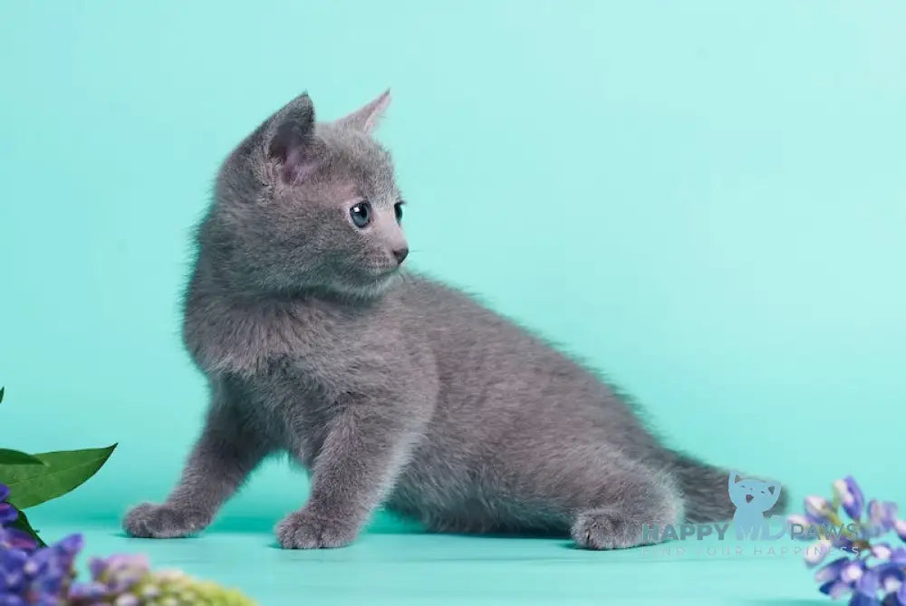 Raya Russian Blue female blue live animals