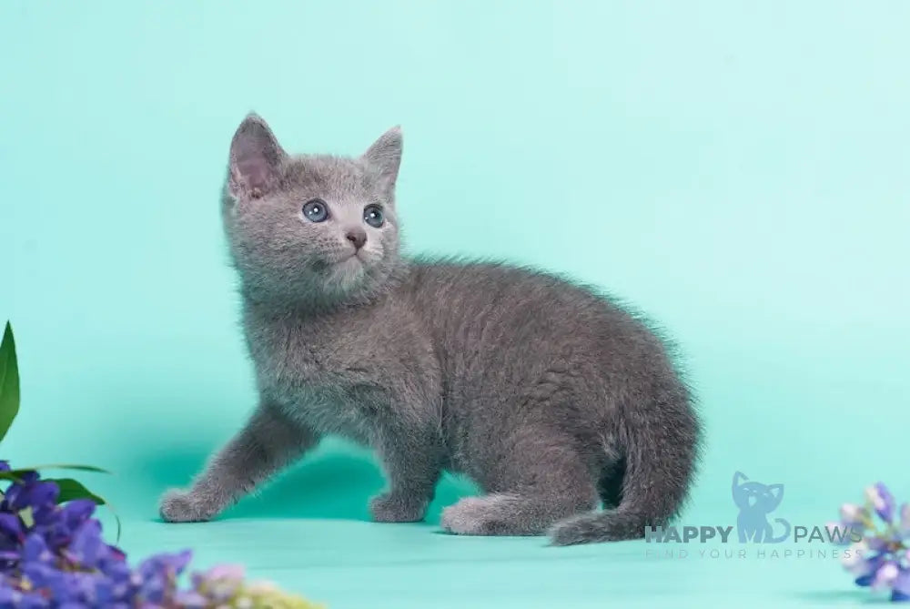 Raya Russian Blue female blue live animals