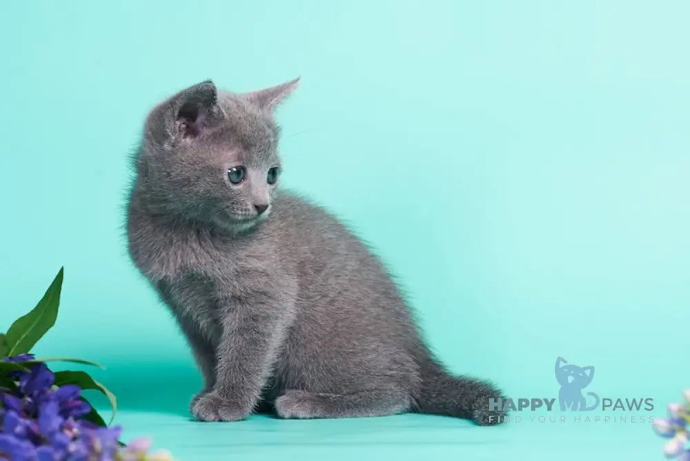 Raya Russian Blue female blue live animals