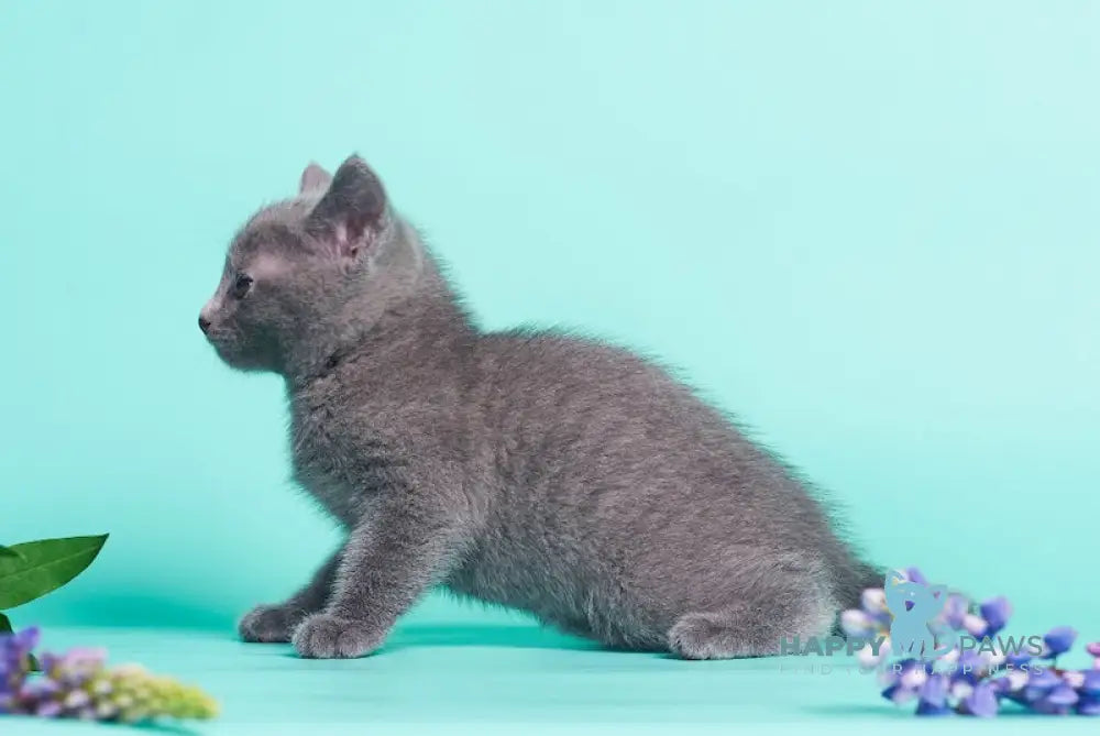 Raya Russian Blue female blue live animals