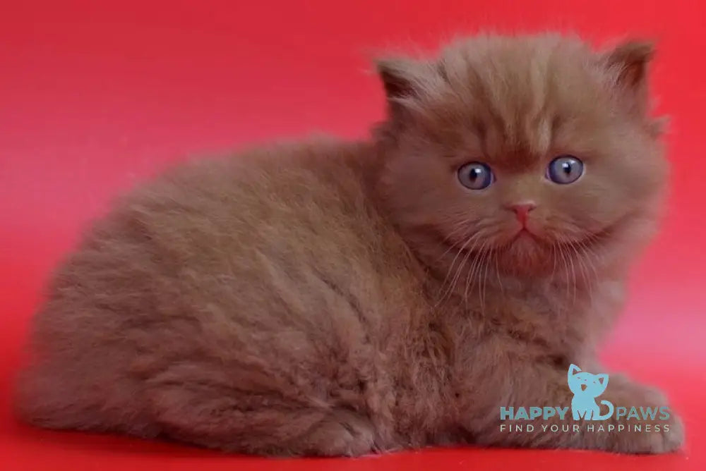 Rayban British Longhair male cinnamon live animals