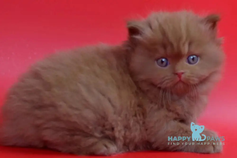Rayban British Longhair male cinnamon live animals
