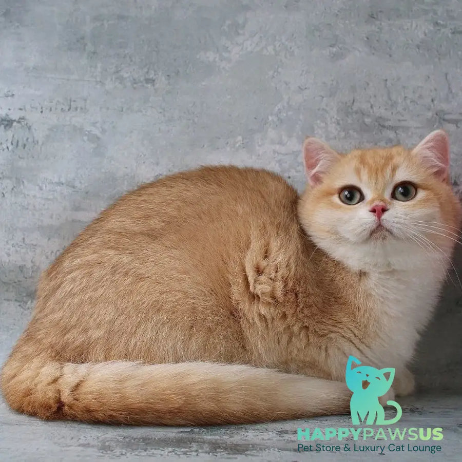 Rayda British Shorthair female chocolate golden chinchilla - live animals