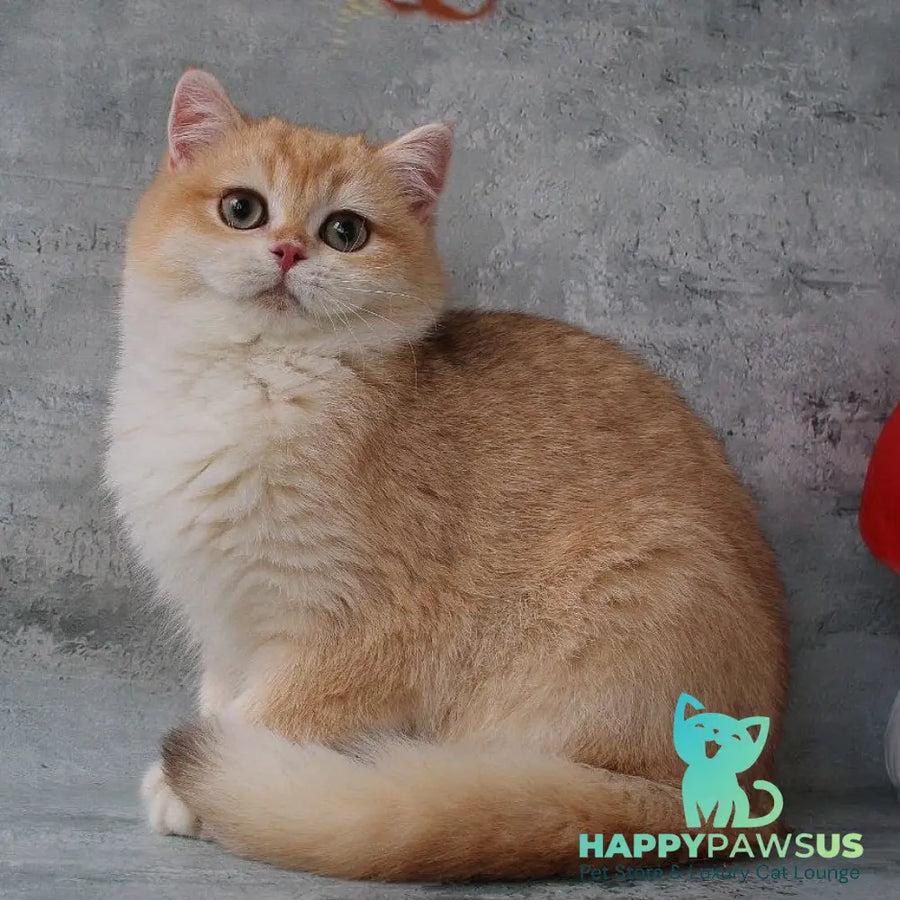 Rayda British Shorthair female chocolate golden chinchilla - live animals