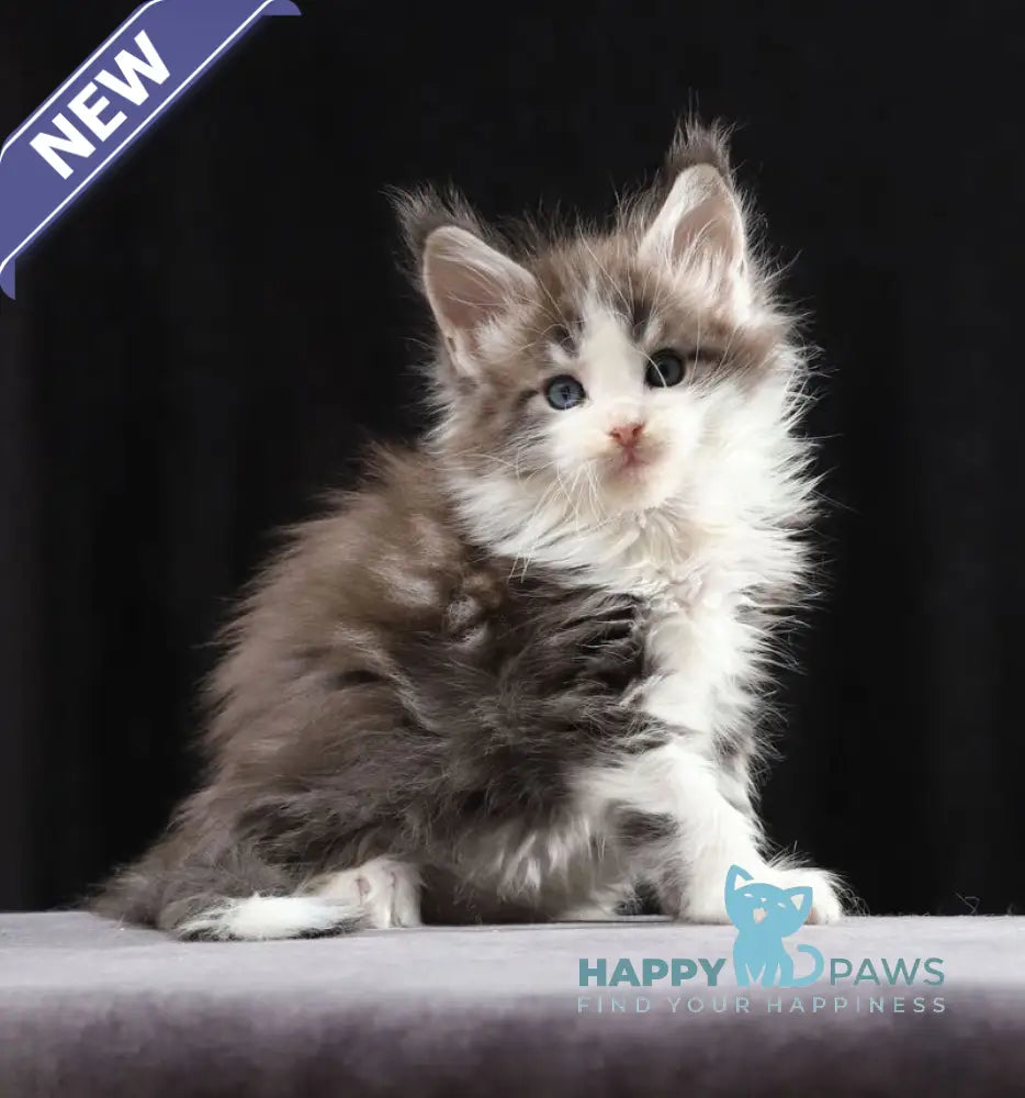 Raymond Maine Coon male blue silver bicolour tabby live animals