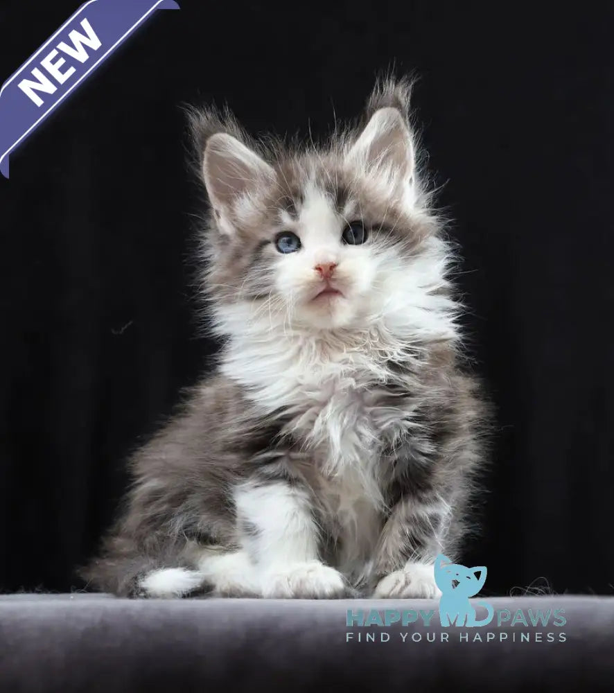Raymond Maine Coon male blue silver bicolour tabby live animals
