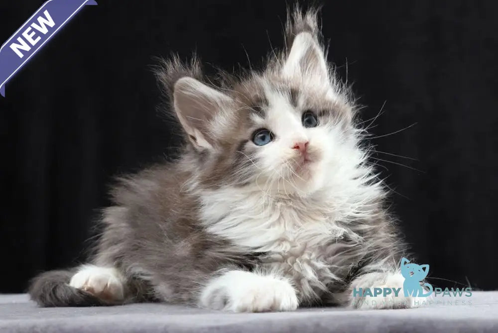 Raymond Maine Coon male blue silver bicolour tabby live animals
