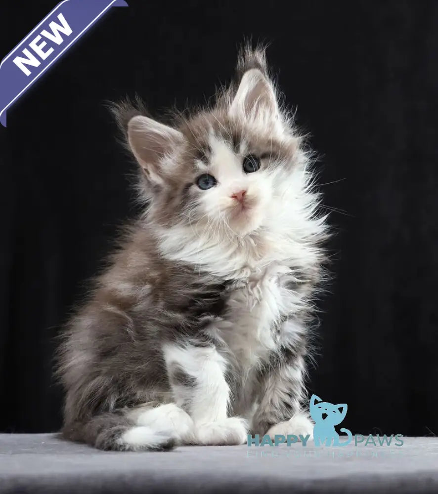 Raymond Maine Coon male blue silver bicolour tabby live animals