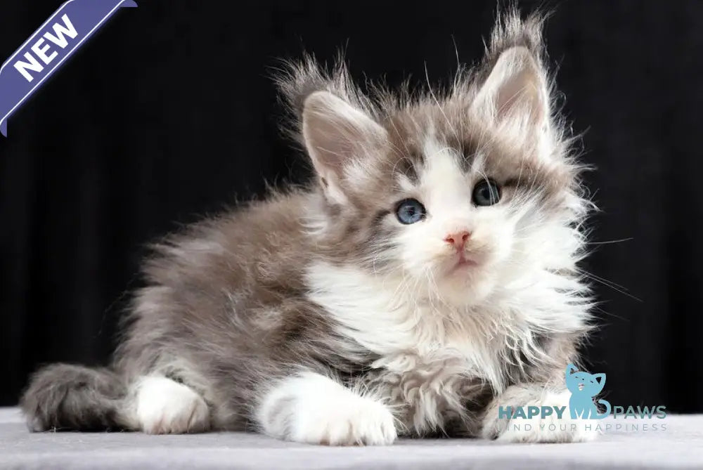 Raymond Maine Coon male blue silver bicolour tabby live animals