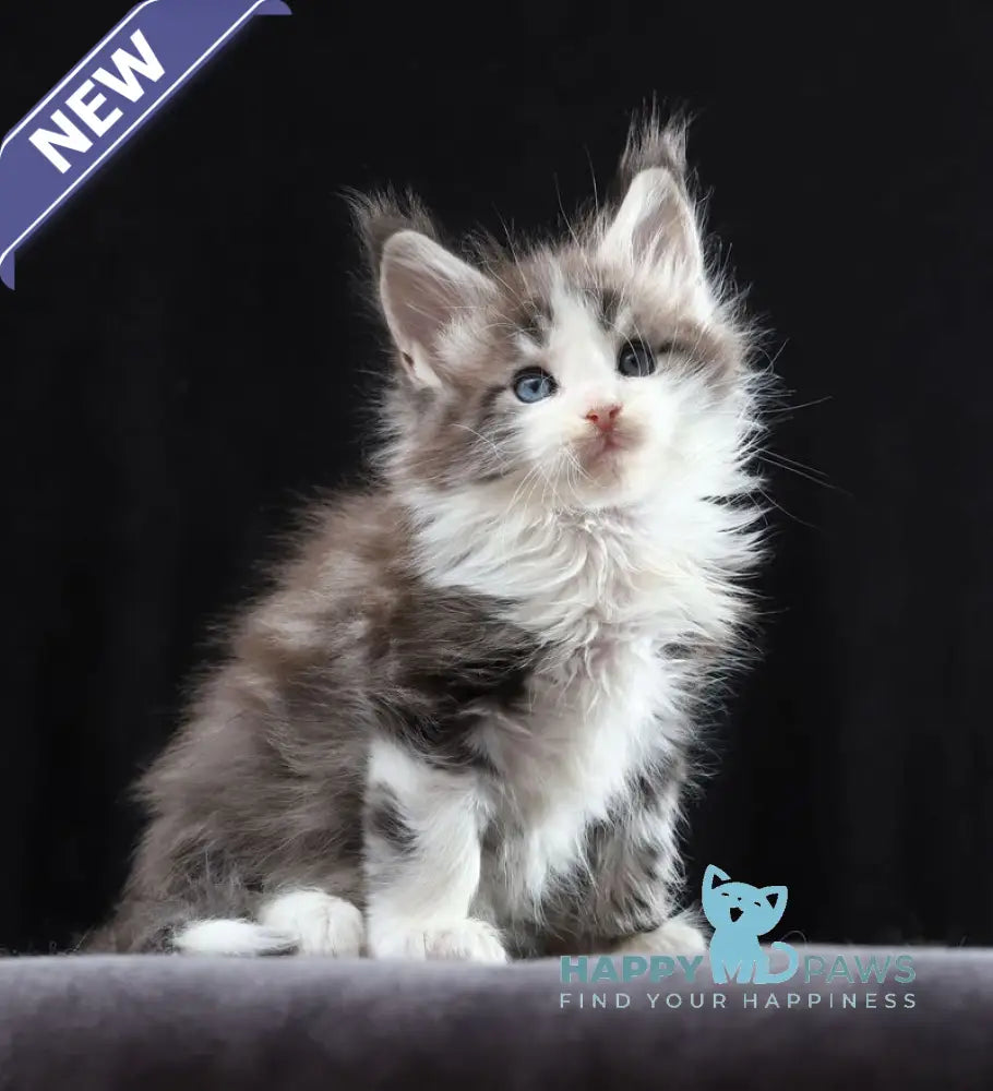 Raymond Maine Coon male blue silver bicolour tabby live animals