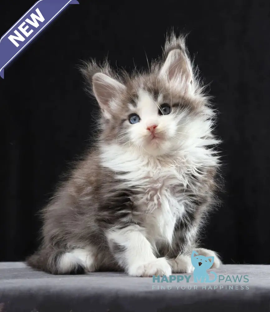 Raymond Maine Coon male blue silver bicolour tabby live animals
