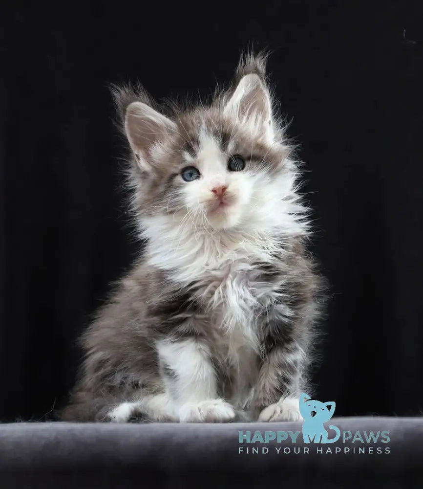 Raymond Maine Coon male blue silver tabby bicolour live animals