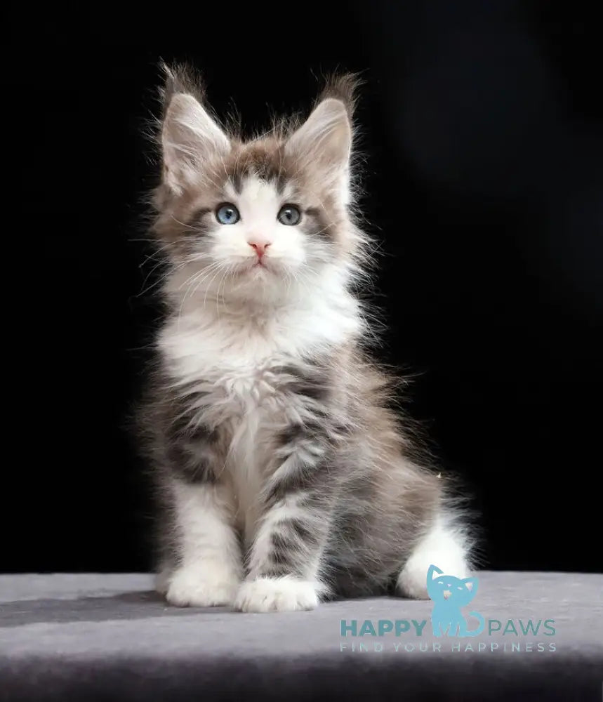 Raymond Maine Coon male blue silver tabby bicolour live animals