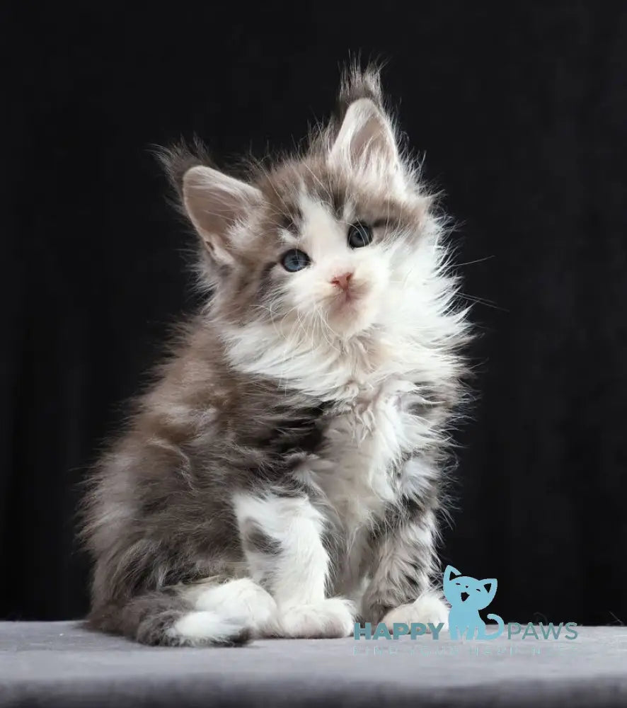 Raymond Maine Coon male blue silver tabby bicolour live animals