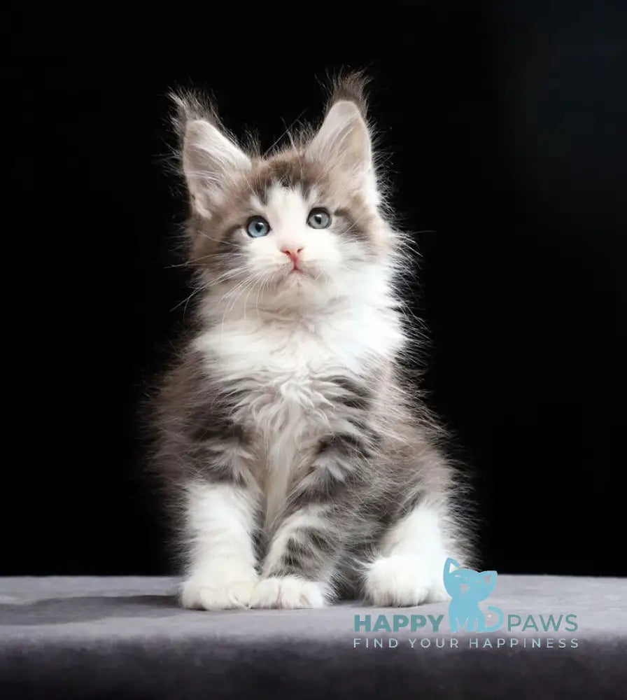 Raymond Maine Coon male blue silver tabby bicolour live animals