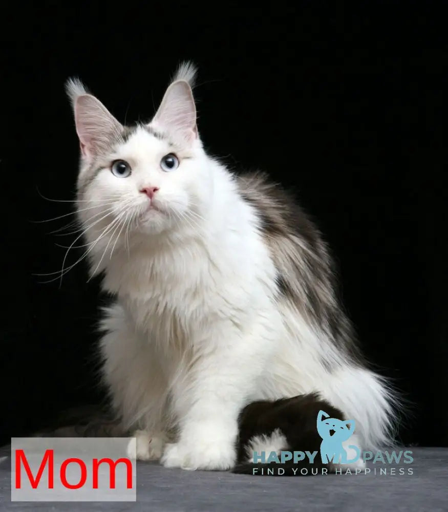 Raymond Maine Coon male blue silver tabby bicolour live animals