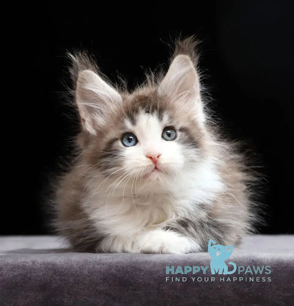 Raymond Maine Coon male blue silver tabby bicolour live animals