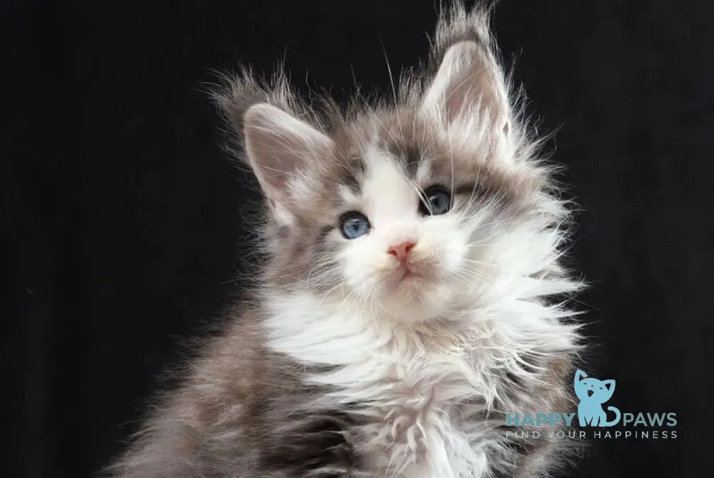 Raymond Maine Coon male blue silver tabby bicolour live animals