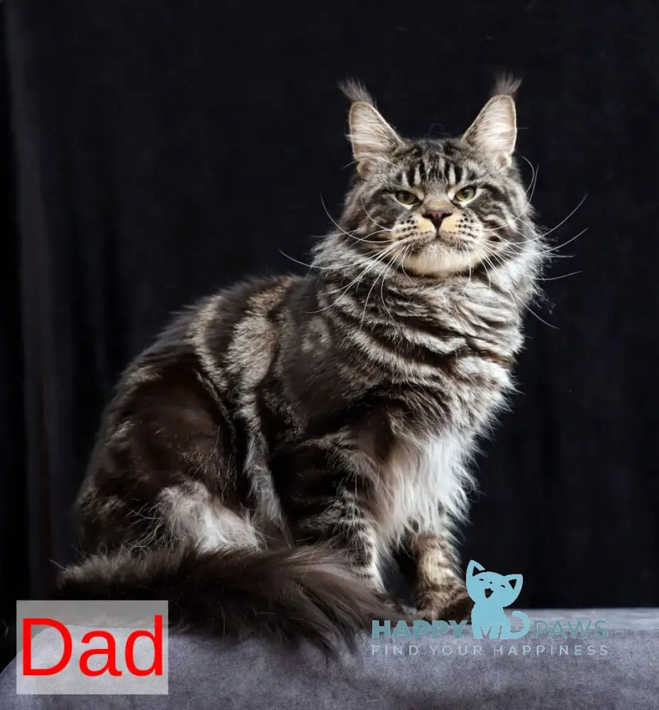 Raymond Maine Coon male blue silver tabby bicolour live animals
