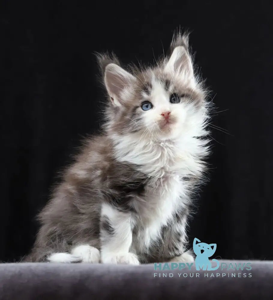 Raymond Maine Coon male blue silver tabby bicolour live animals