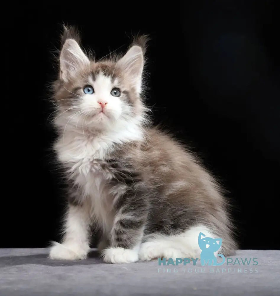 Raymond Maine Coon male blue silver tabby bicolour live animals