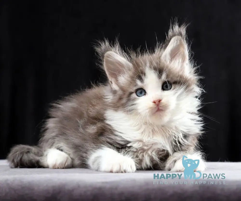 Raymond Maine Coon male blue silver tabby bicolour live animals