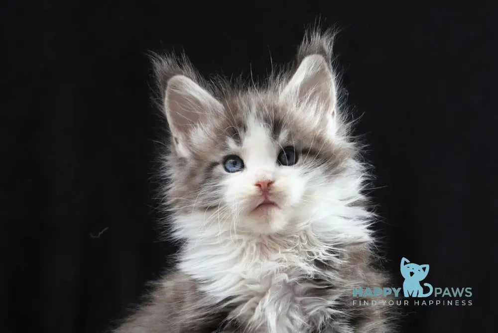 Raymond Maine Coon male blue silver tabby bicolour live animals