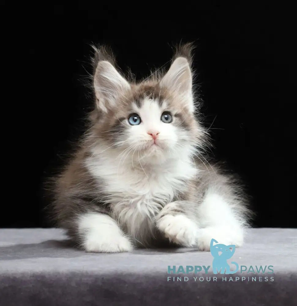 Raymond Maine Coon male blue silver tabby bicolour live animals