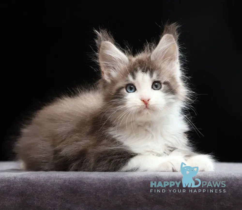 Raymond Maine Coon male blue silver tabby bicolour live animals