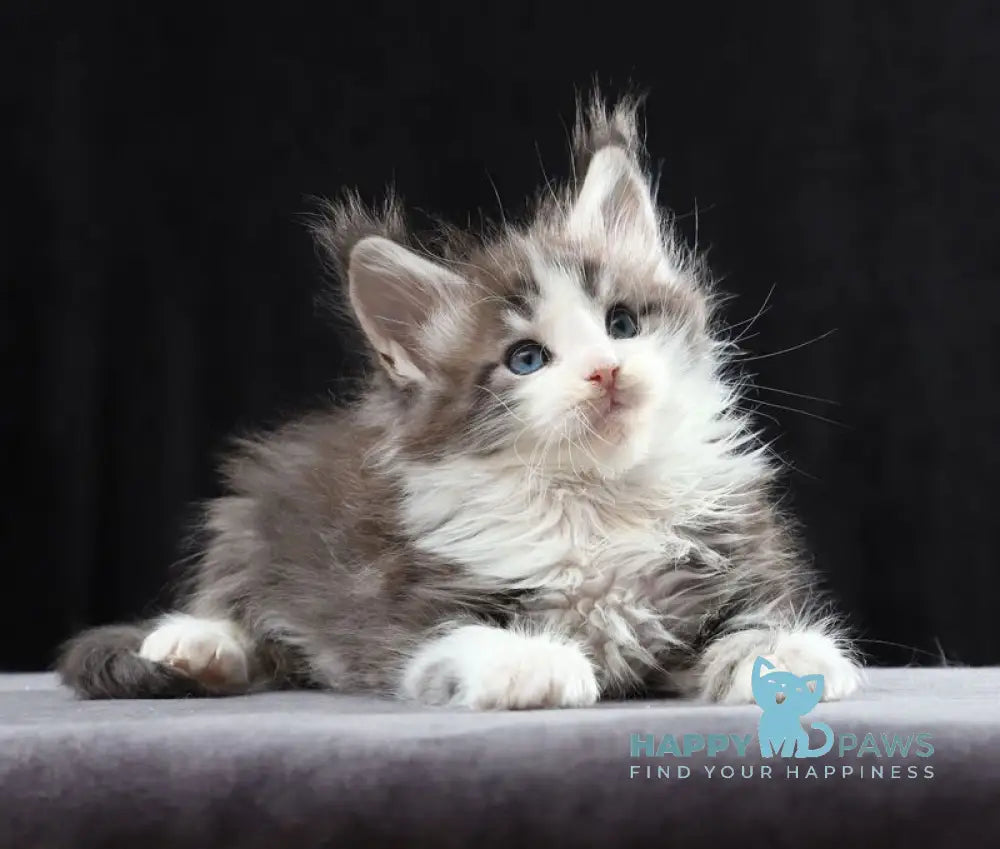 Raymond Maine Coon male blue silver tabby bicolour live animals
