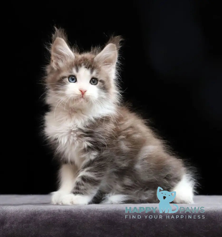 Raymond Maine Coon male blue silver tabby bicolour live animals