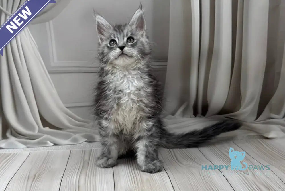 Rayna Maine Coon female black silver spotted tabby live animals