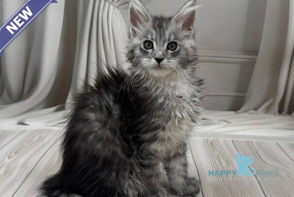 Rayna Maine Coon female black silver spotted tabby live animals
