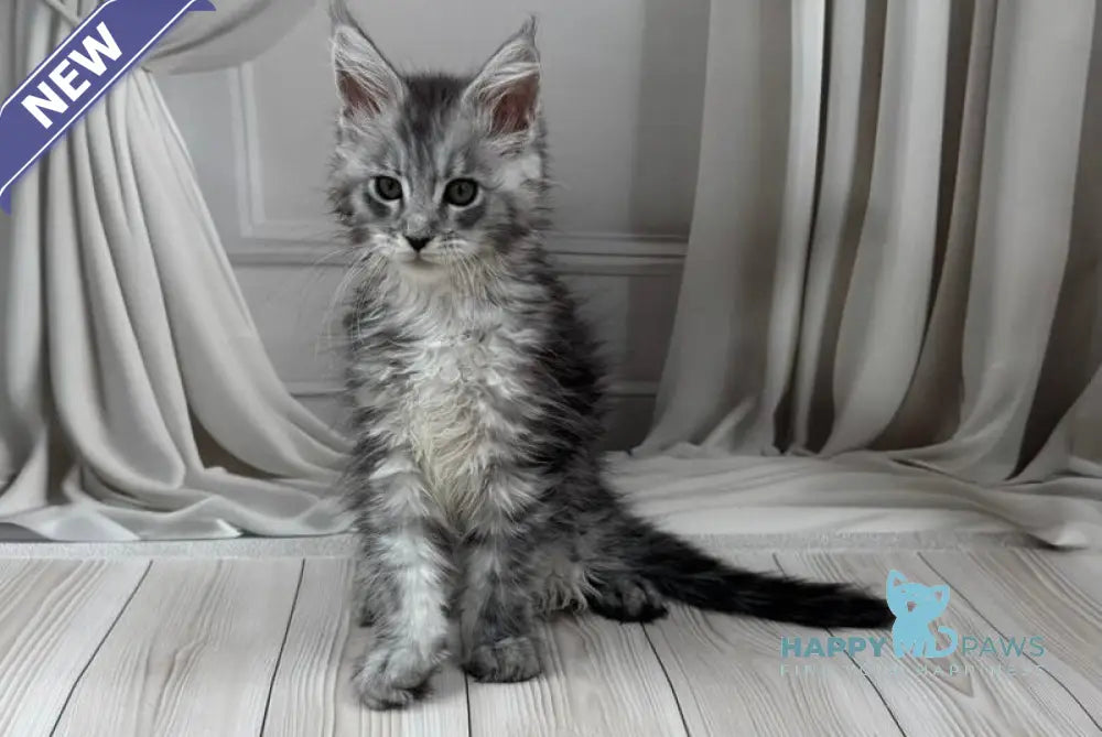 Rayna Maine Coon female black silver spotted tabby live animals