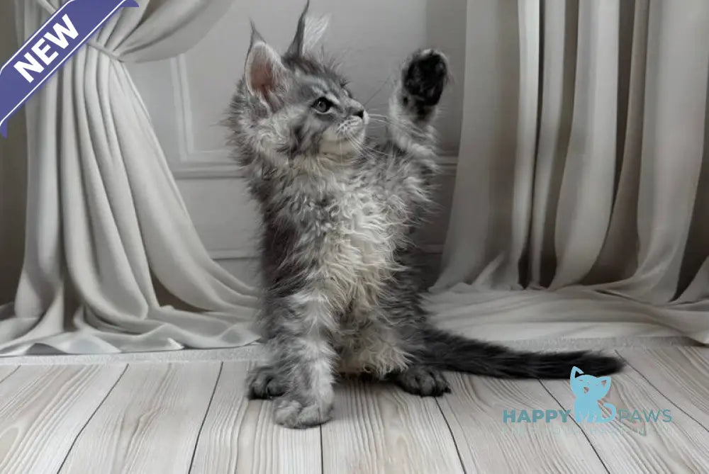 Rayna Maine Coon female black silver spotted tabby live animals