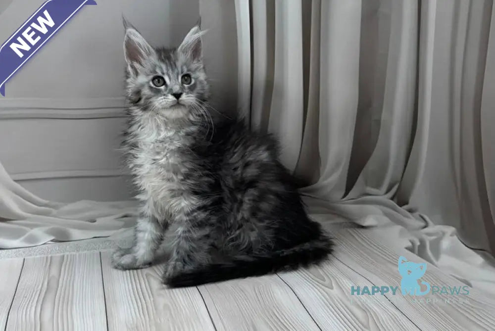 Rayna Maine Coon female black silver spotted tabby live animals