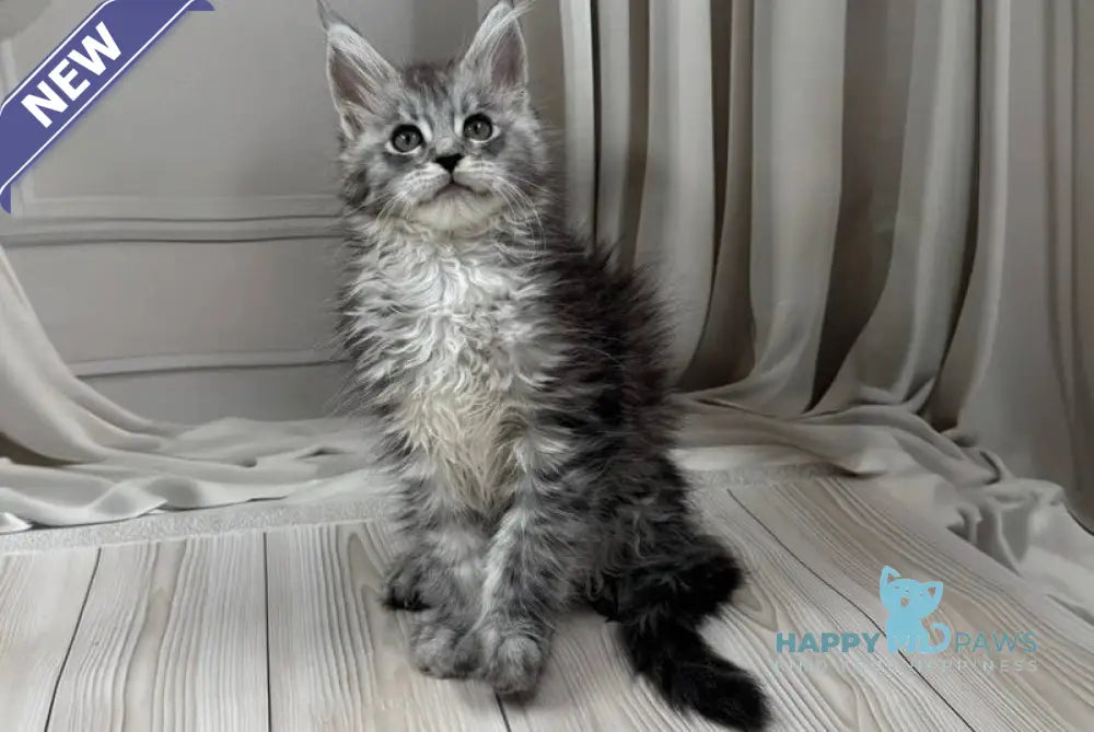 Rayna Maine Coon female black silver spotted tabby live animals