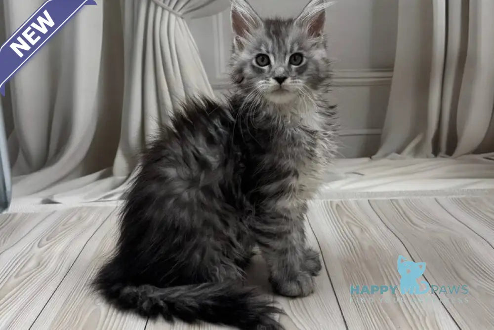 Rayna Maine Coon female black silver spotted tabby live animals