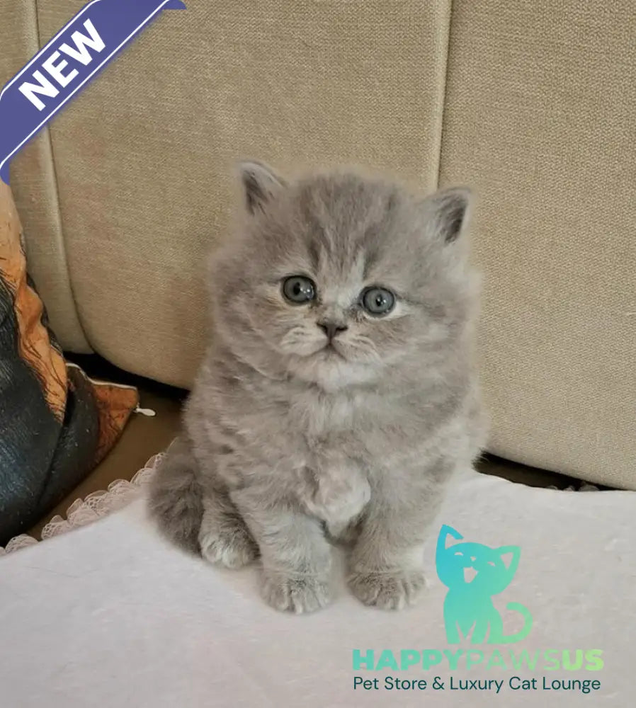 Rebecca British Longhair female blue - live animals