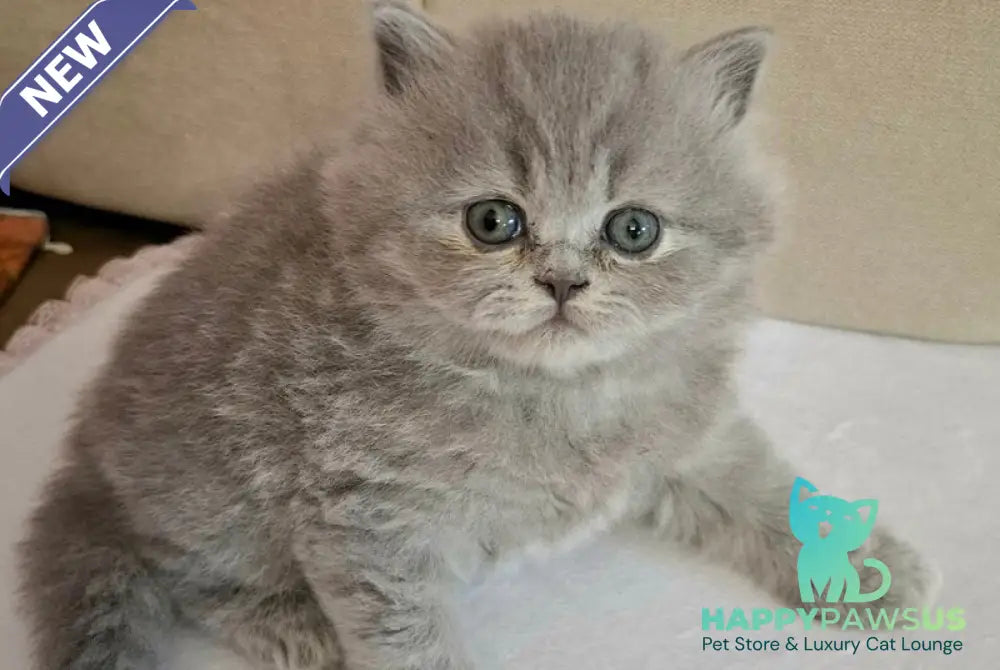 Rebecca British Longhair female blue - live animals