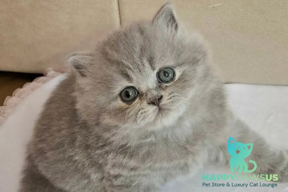 Rebecca British Longhair female blue - live animals