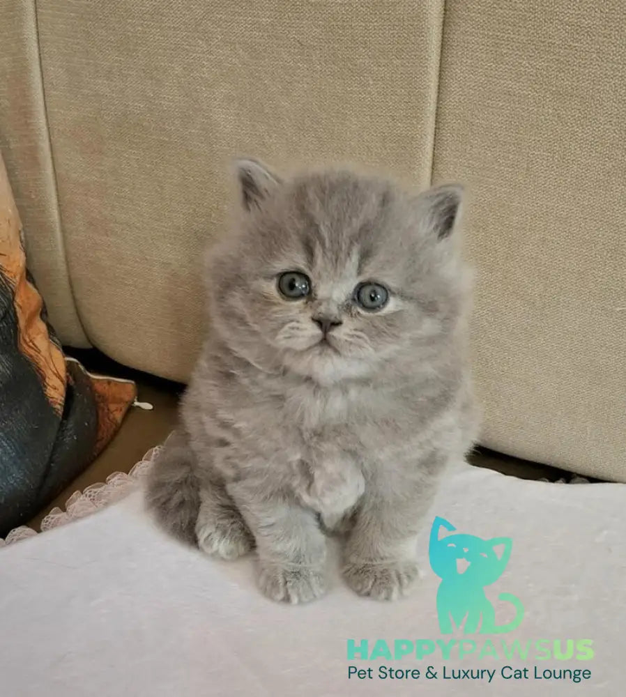 Rebecca British Longhair female blue - live animals