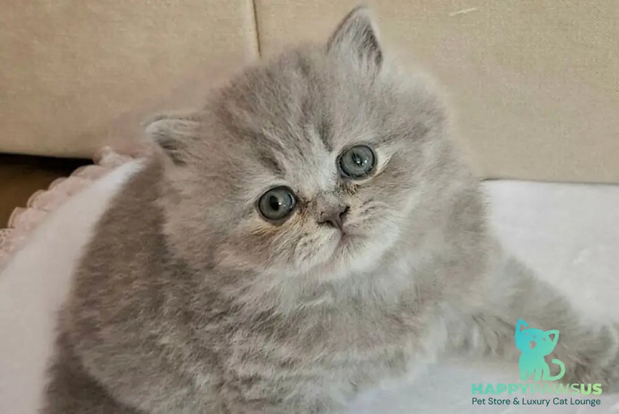 Rebecca British Longhair female blue - live animals