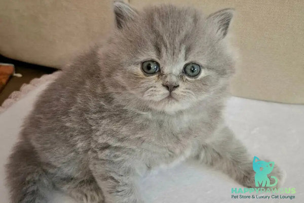 Rebecca British Longhair female blue - live animals